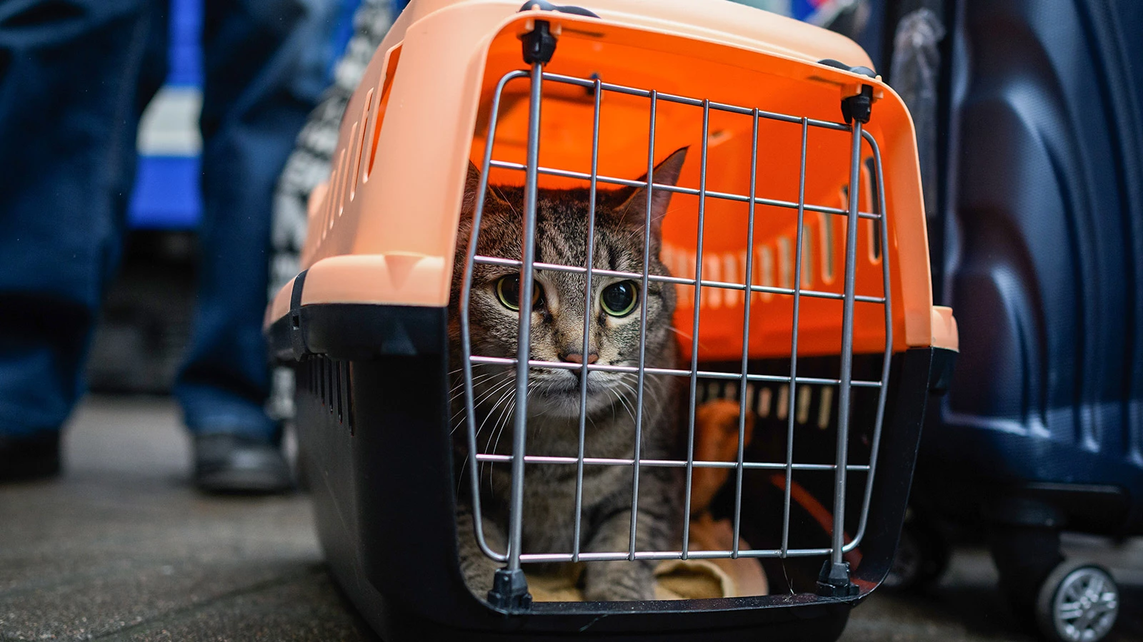Pet Transportation